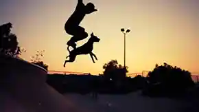 Dogboarding