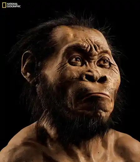 ¿Es esta nueva especie el puente entre el hombre y el mono?