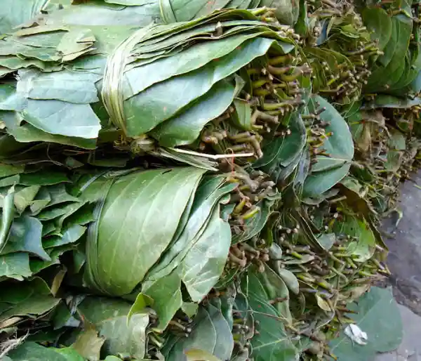 platos organicos