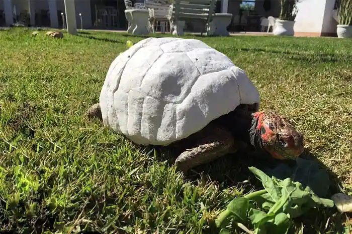 El primer caparazón de tortuga impreso en 3D