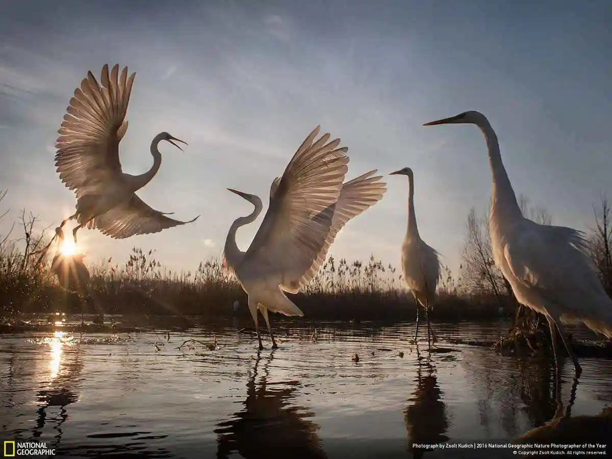 Conoce las fotografías ganadoras del concurso organizado por National Geographic